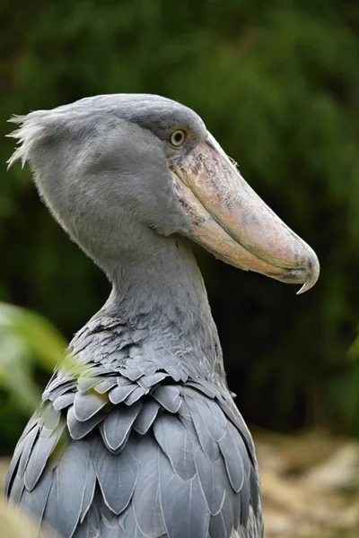 Schuhschnabel Balaeniceps Rex Großer Afrikanischer Vogel — Stockfoto