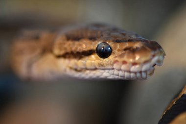 Top Python (Python regius)