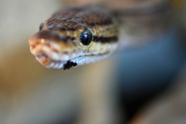 Top Python (Python regius)