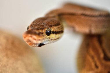 Top Python (Python regius)