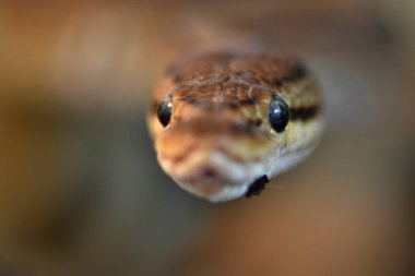 Top Python (Python regius)