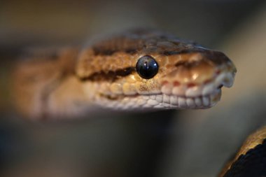 Top Python (Python regius)