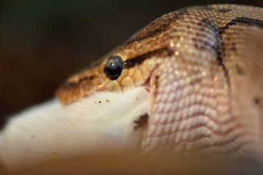 Top Python (Python regius)