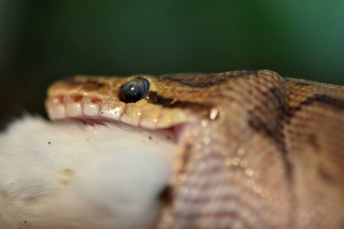 Top Python (Python regius)