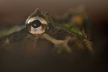 Arjantinli boynuzlu Kurbağa (ceratophrys ornata)