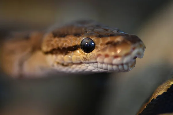 Ball Python Python Regius — Stock fotografie