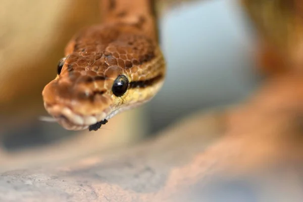 ball python (Python regius)