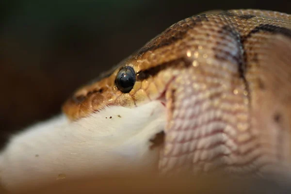 Ball Python Python Regius — Stock Fotó