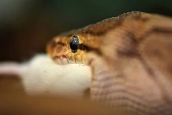 Ball Python Python Regius — стоковое фото