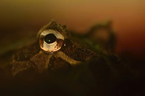 Аргентинський Рогаті Жаби Ceratophrys Ornata — стокове фото