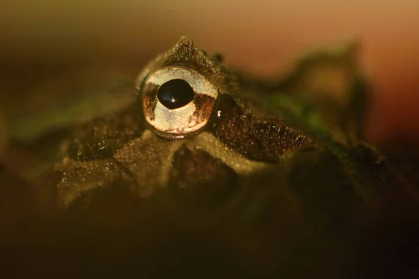 Argentine Horned Frog Ceratophrys Ornata — Stock Photo, Image