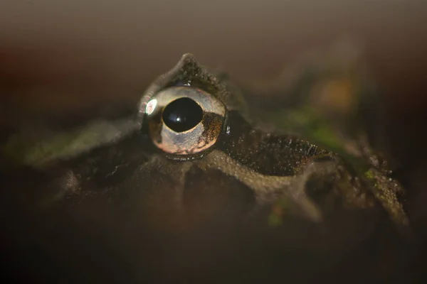 Żaba Rogata Ceratophrys Ornata — Zdjęcie stockowe