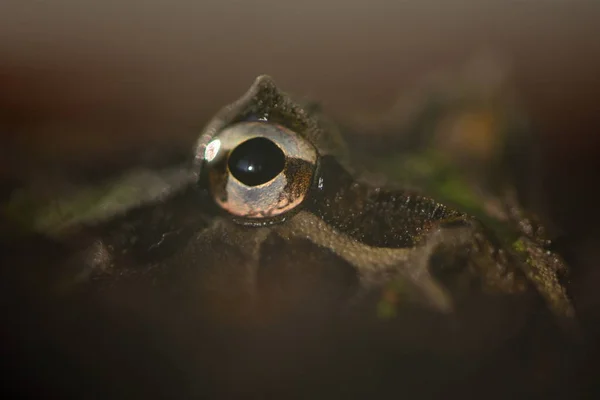 Díszes Szarvasbéka Ceratophrys Ornata — Stock Fotó