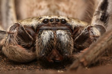 büyük Avustralya örümcek Holconia