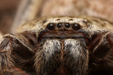 büyük Avustralya örümcek Holconia