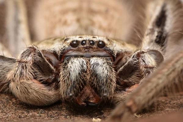 Nagy Ausztrál Pók Holconia — Stock Fotó