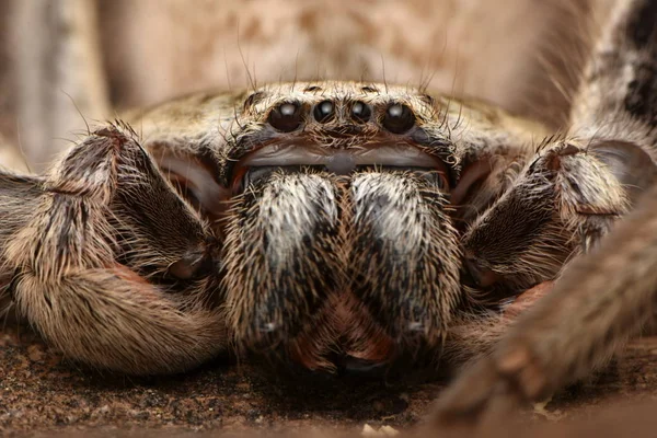Μεγάλο Αυστραλιανή Αράχνη Holconia — Φωτογραφία Αρχείου
