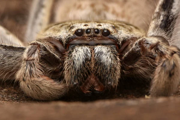 Big Australian Spider Holconia — Stock Photo, Image