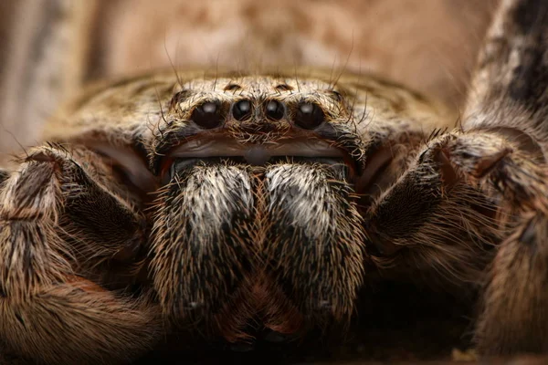 Big Australian Spider Holconia — Stock Photo, Image
