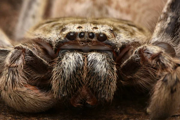 Grande Araignée Australienne Holconia — Photo