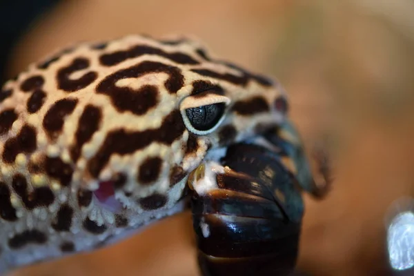 Леопардовый Геккон Леопардовый Геккон Eublepharis Macularius — стоковое фото