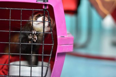 Gelincik (Mustela putorius ulaşırlar) Avrupa sansar Evcil şeklidir