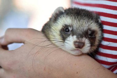 Gelincik (Mustela putorius ulaşırlar) Avrupa sansar Evcil şeklidir