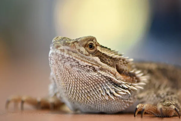 Agama Smok Brodaty Pogona Vitticeps — Zdjęcie stockowe