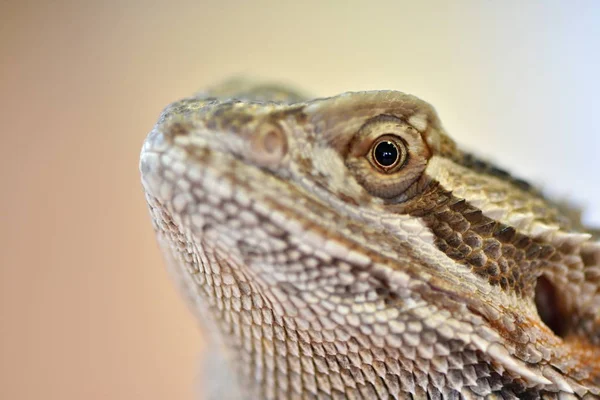 Agama Bartdrache Pogona Vitticeps — Stockfoto