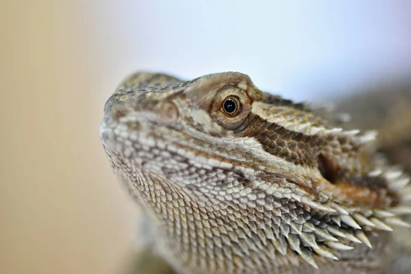 Agama Smok Brodaty Pogona Vitticeps — Zdjęcie stockowe