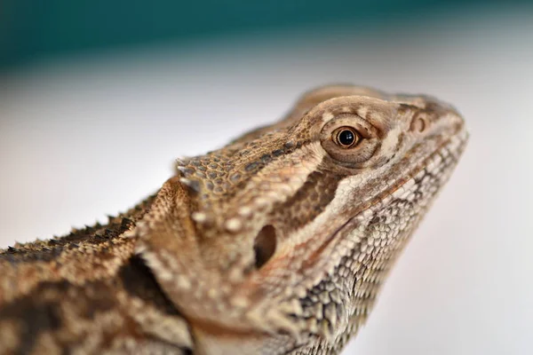 Agama Smok Brodaty Pogona Vitticeps — Zdjęcie stockowe