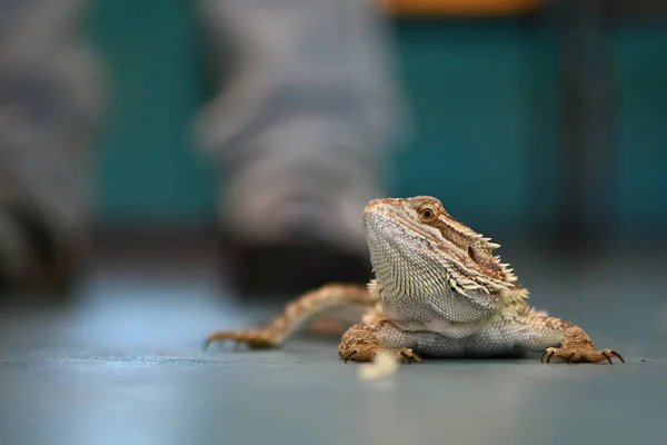 Agama Bartdrache Pogona Vitticeps — Stockfoto