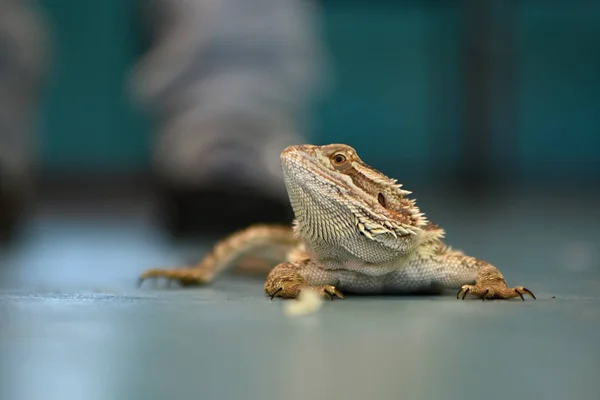 Agama Bartdrache Pogona Vitticeps — Stockfoto