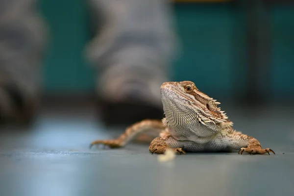 Agama Smok Brodaty Pogona Vitticeps — Zdjęcie stockowe