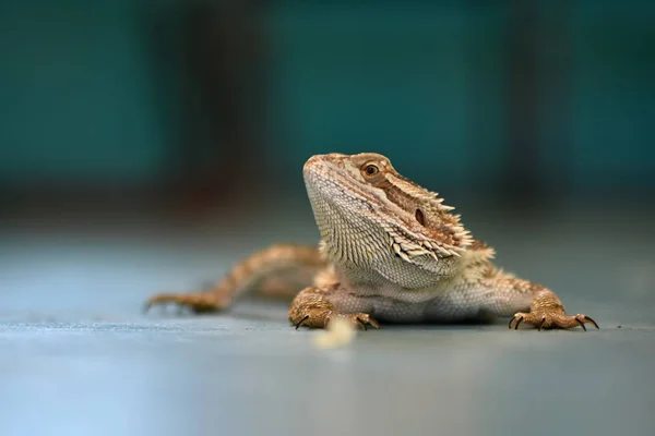 Agama Dragón Barbudo Pogona Vitticeps — Foto de Stock