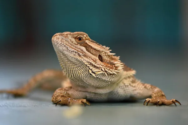 Agama Smok Brodaty Pogona Vitticeps — Zdjęcie stockowe