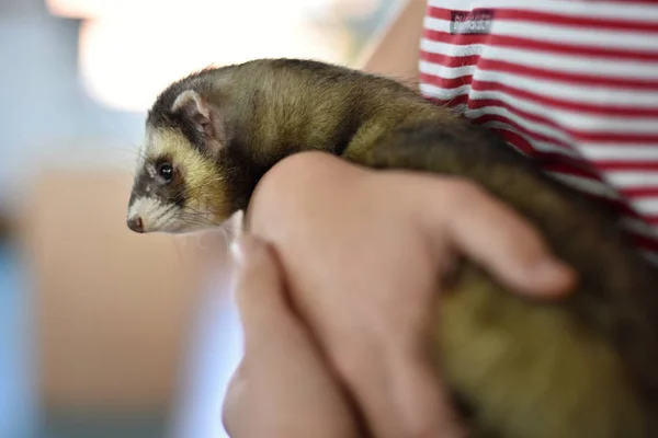 Hurón Mustela Putorius Furo Forma Domesticada Del Felpudo Europeo — Foto de Stock