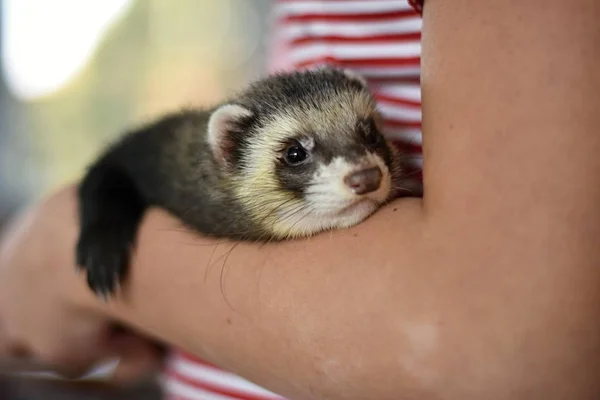 Hurón Mustela Putorius Furo Forma Domesticada Del Felpudo Europeo — Foto de Stock