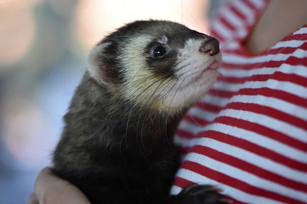 Hurón Mustela Putorius Furo Forma Domesticada Del Felpudo Europeo — Foto de Stock