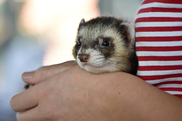 Hurón Mustela Putorius Furo Forma Domesticada Del Felpudo Europeo — Foto de Stock