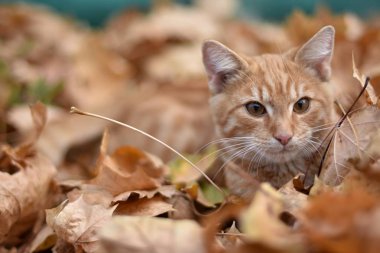 evcil kedi, Felis catus, Felis silvestris catus