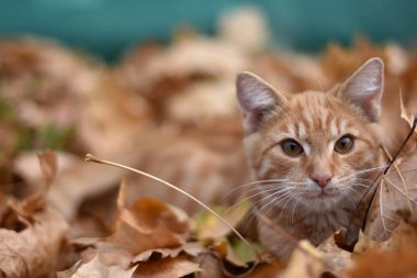 evcil kedi, Felis catus, Felis silvestris catus