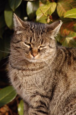 evcil kedi, Felis catus, Felis silvestris catus