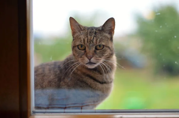 Tamkatt Felis Catus Felis Silvestris Catus — Stockfoto