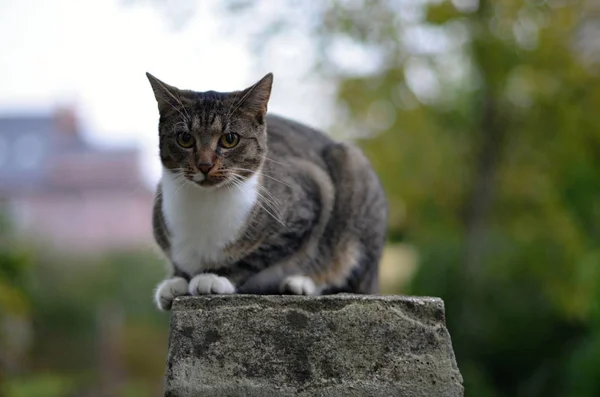 Tamkatt Felis Catus Felis Silvestris Catus — Stockfoto