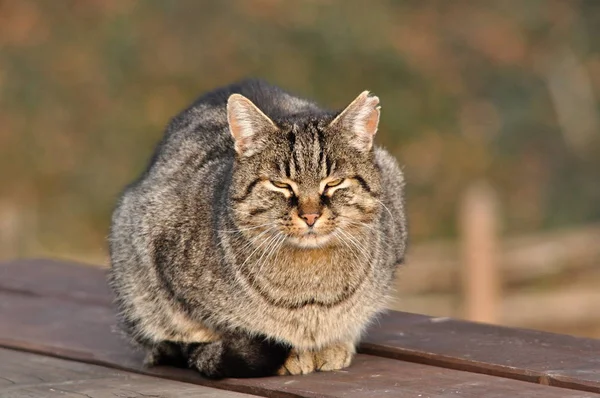 Tamkatt Felis Catus Felis Silvestris Catus — Stockfoto