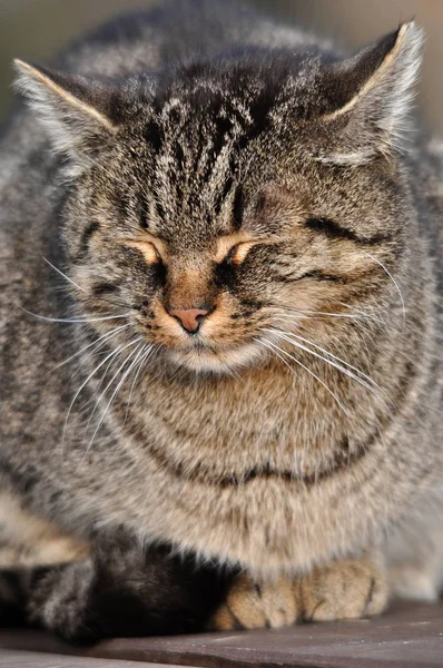 Tamkatt Felis Catus Felis Silvestris Catus — Stockfoto