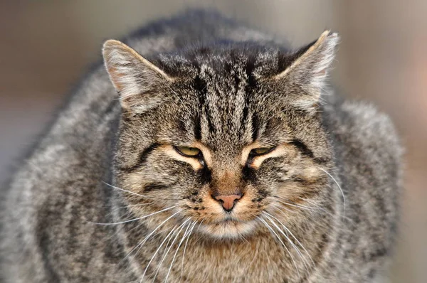 Binnenlandse Kat Felis Catus Felis Silvestris Catus — Stockfoto