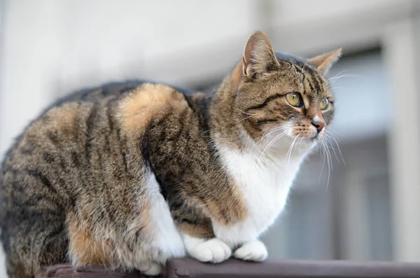 Домашняя Кошка Felis Catus Felis Silvestris Catus — стоковое фото