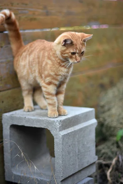 Domácí Kočka Felis Catus Felis Silvestris Catus — Stock fotografie